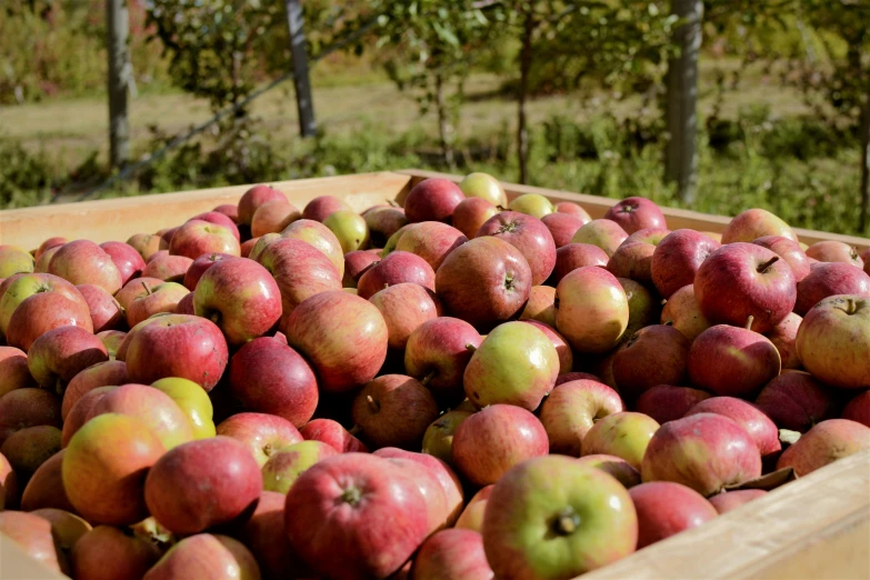 some apples are in a wooden box outside