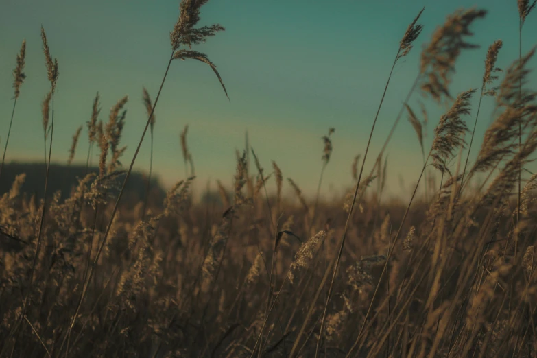 a blurry image of some grass that is moving in the wind