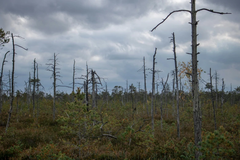 there are many dead trees that are on the ground