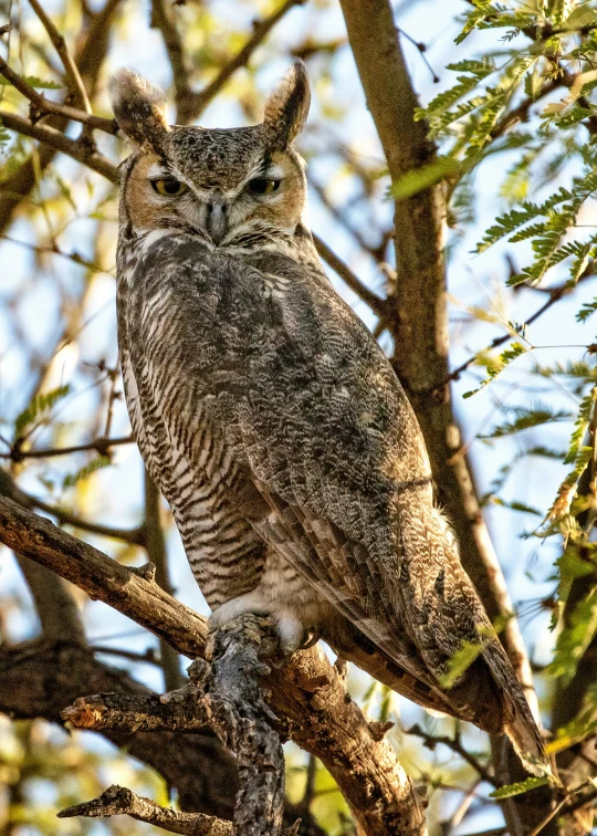 a owl perched on top of a tree nch