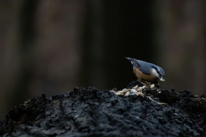 the small bird is perched on the rocks