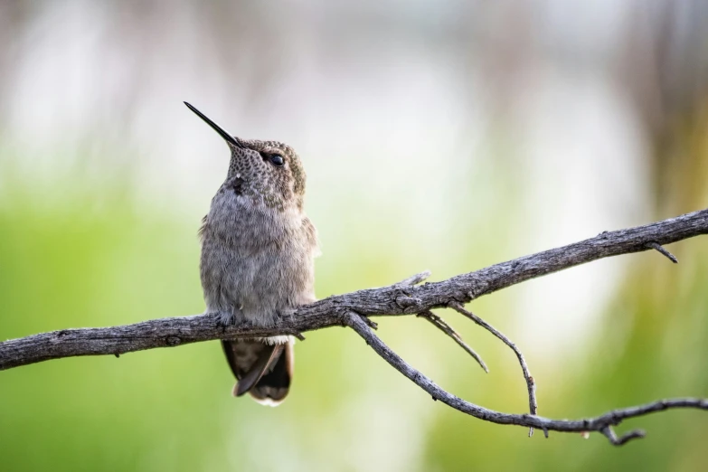 small bird sitting on a tree nch in the woods