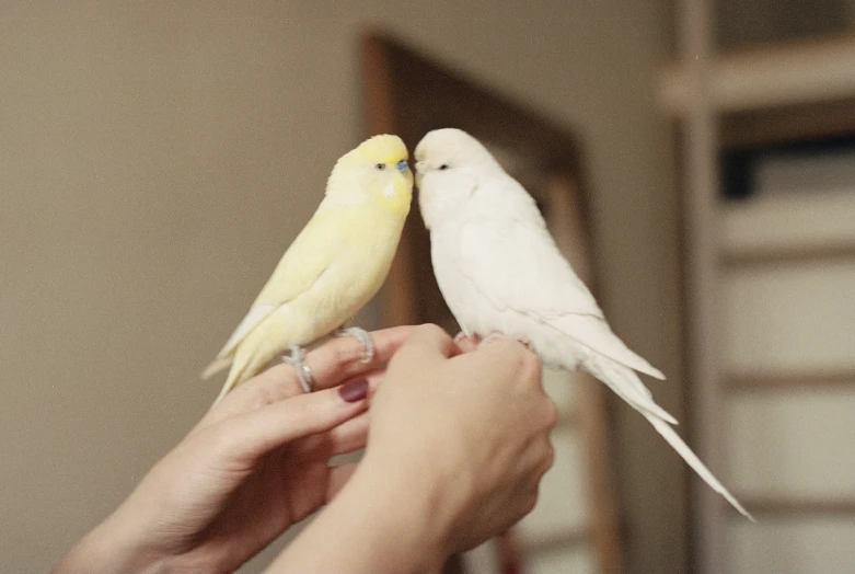 two yellow and white parakeets sitting next to each other