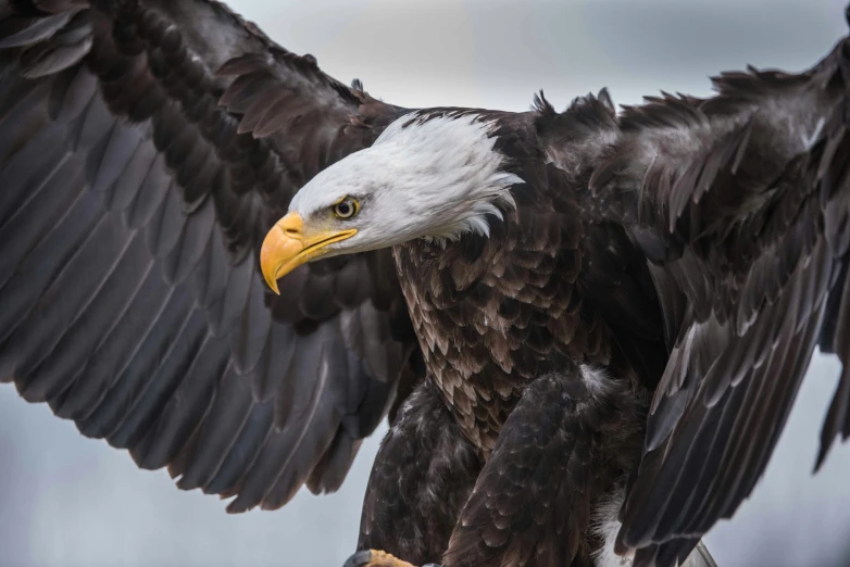 a bald eagle with large wingspan holding an alligator