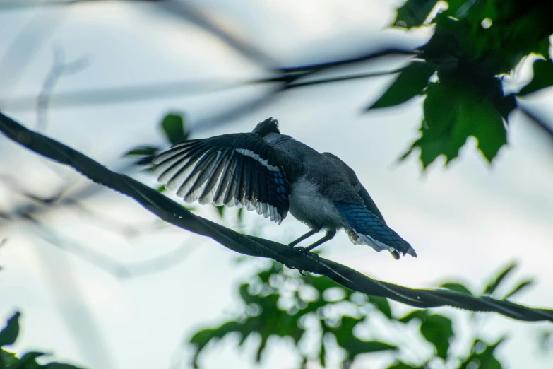 the bird is perched on the nch with its wings spread