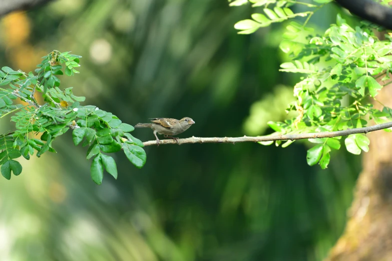 small bird perched on a limb in the tree