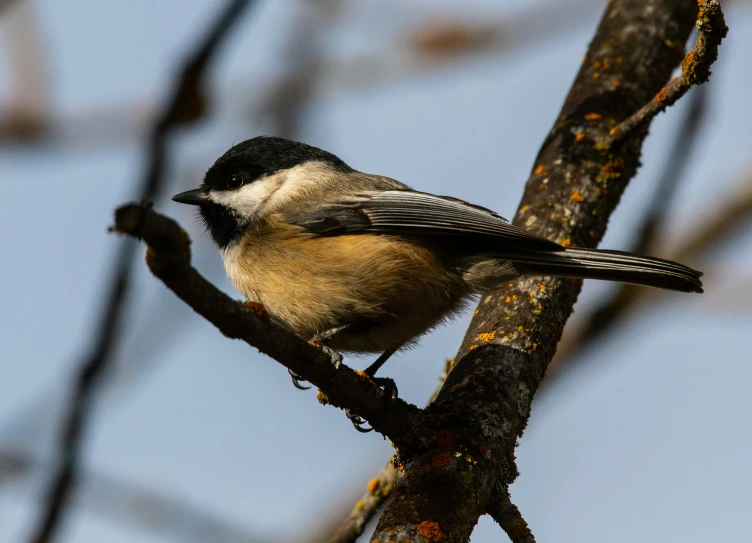 a bird sits on the nch of a bare tree