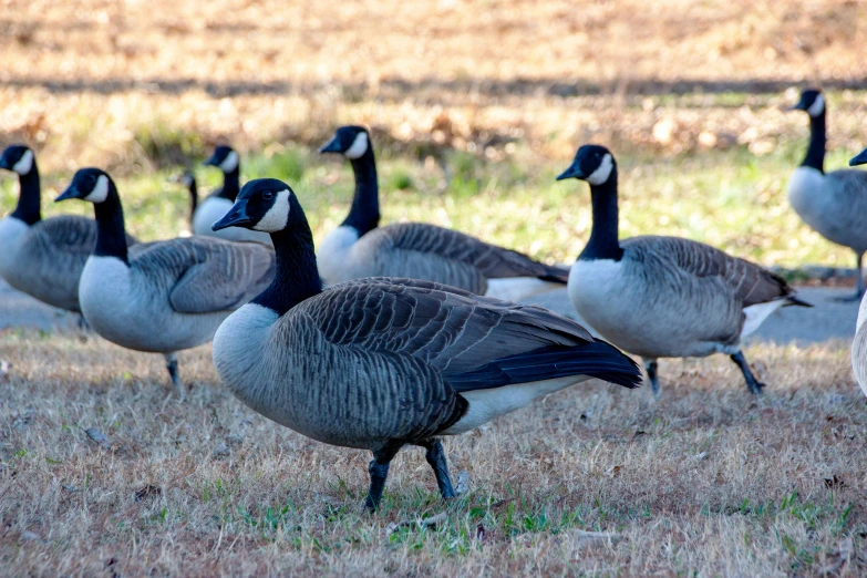 the flock of geese are walking on the dry grass