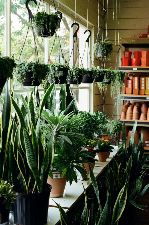 an indoor nursery has many different types of plants