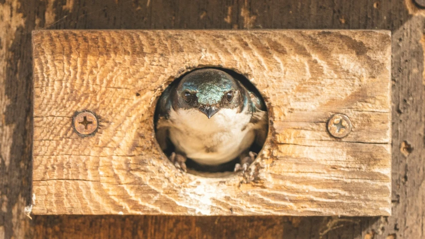 a little bird sitting inside of a wooden frame