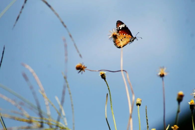 a small erfly sitting on a flower with blue sky in the background