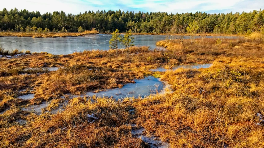 some grass trees and water on the shore