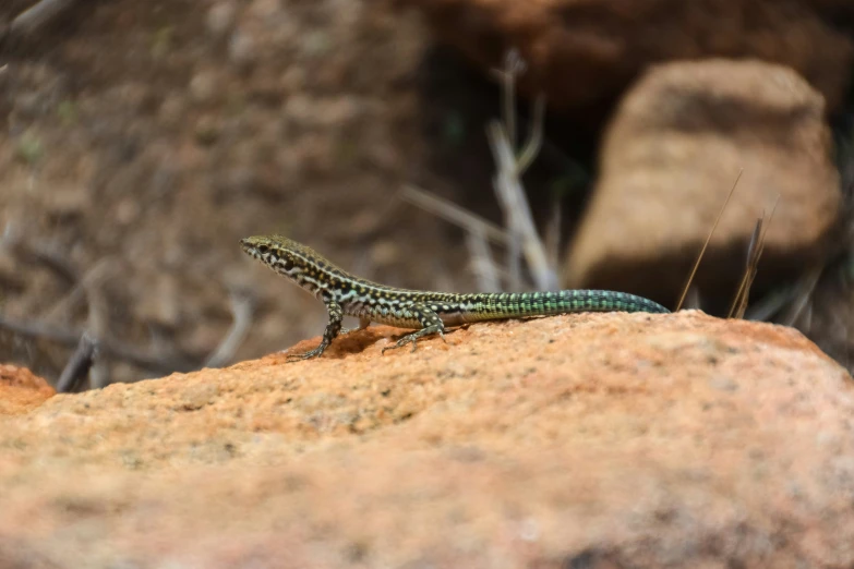 lizard sitting on a rock outdoors in the sun