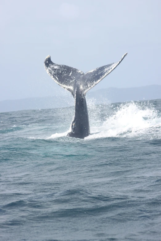 a whale flups from its mouth out of the water