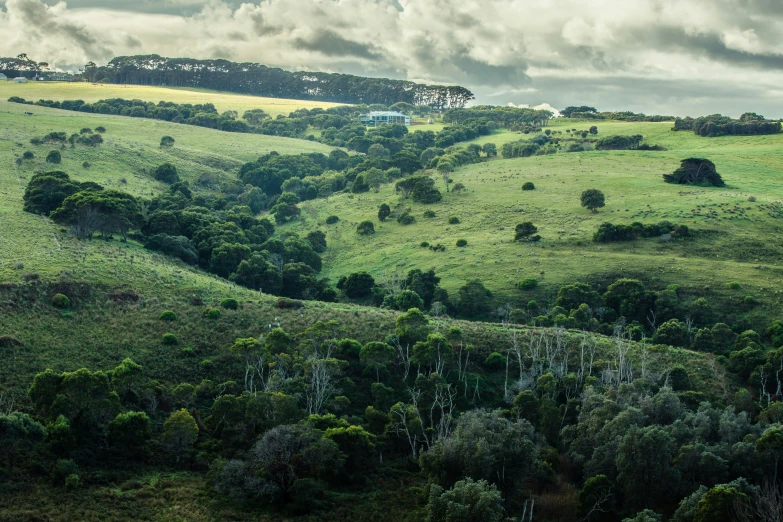 a lush green hill covered in lots of trees