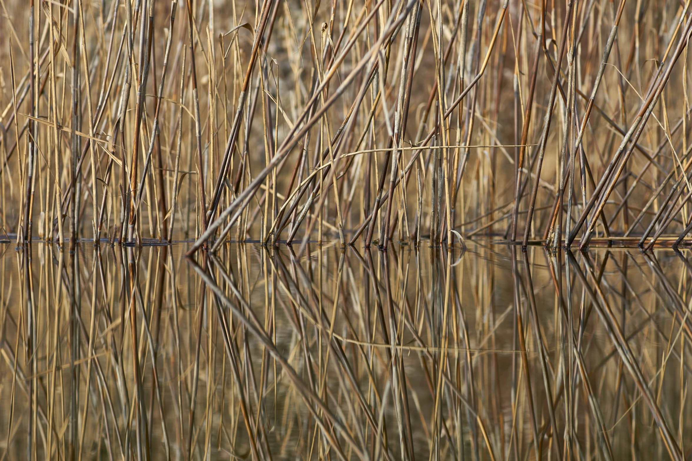 tall grass reflecting in a water filled with weeds