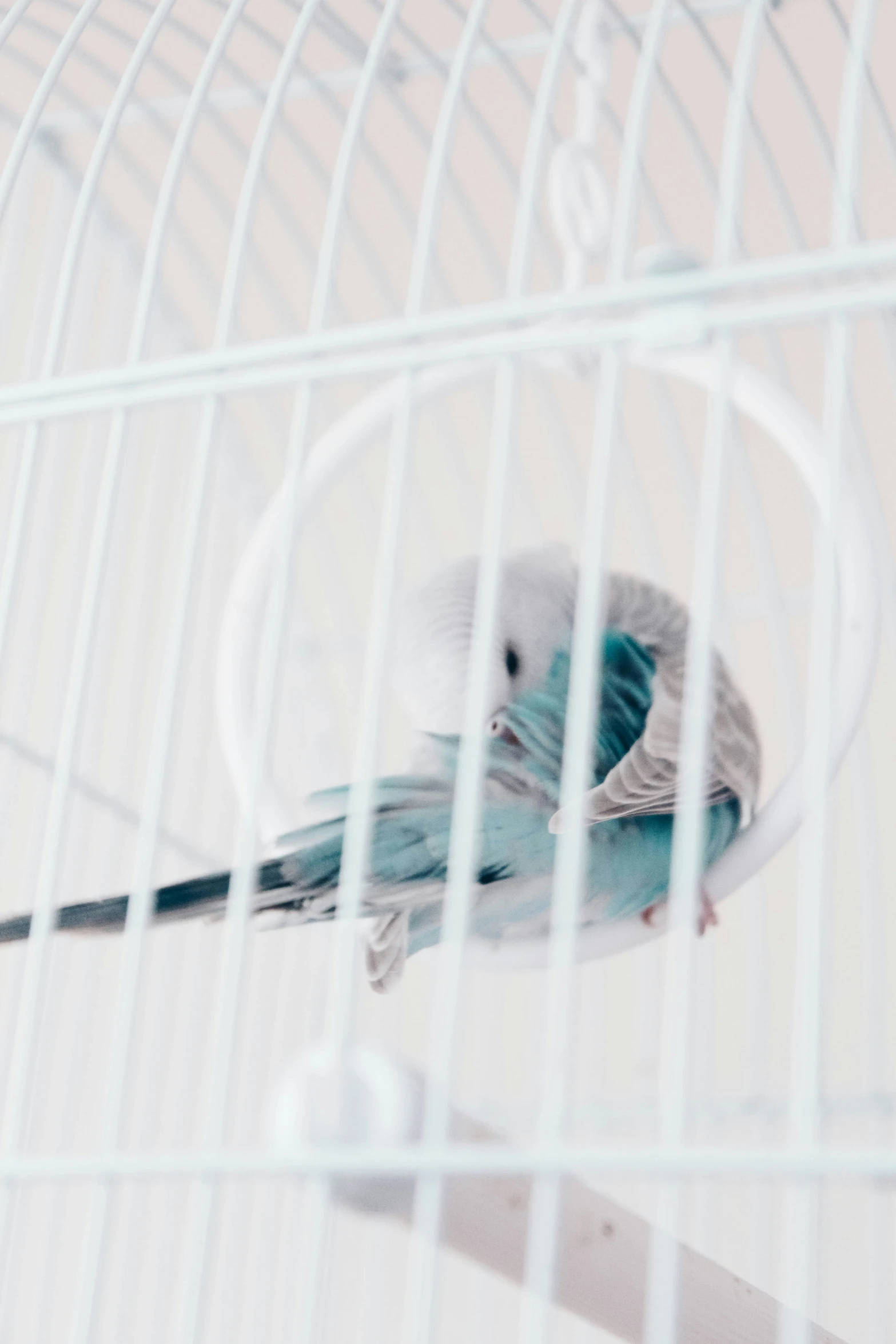 two birds sitting inside of a birdcage