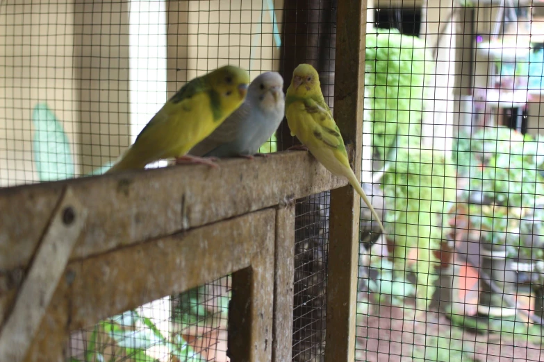 three tropical birds perched on the fence of a cage