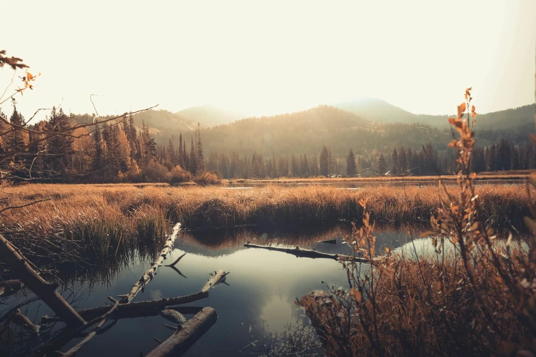 a small body of water surrounded by forest