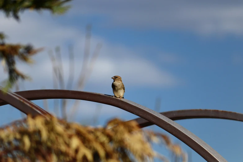 small bird perched on metal posts near plants