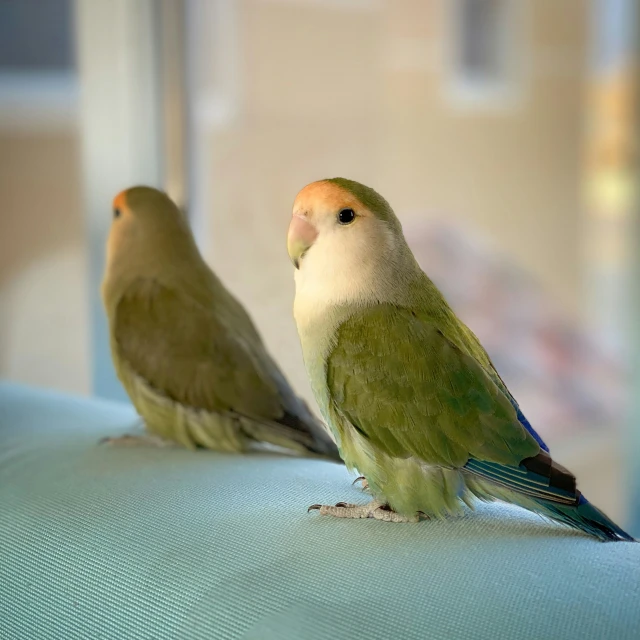two small birds perched on the arm of a couch