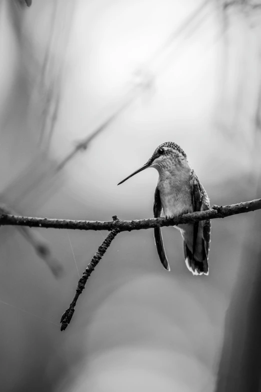 a bird sitting on the nch of a tree