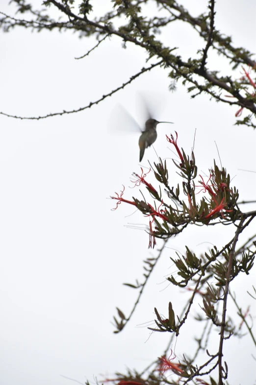 the bird is flying above the tree top