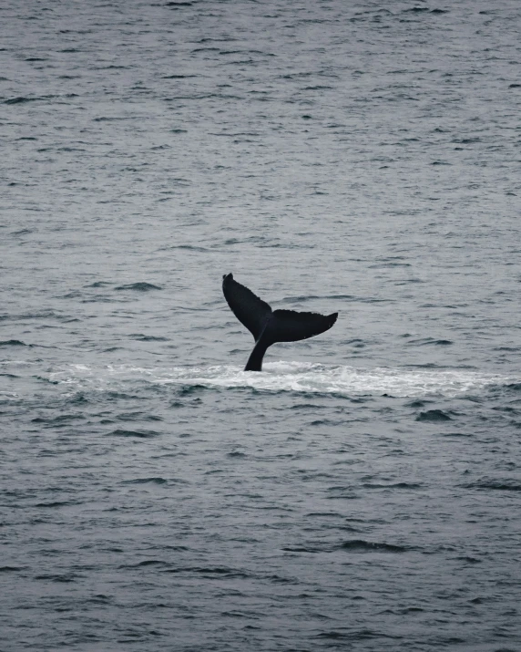 a whale is visible from the water in front of it's tail