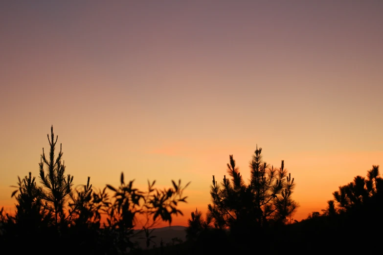 a sunset is seen in the background behind trees