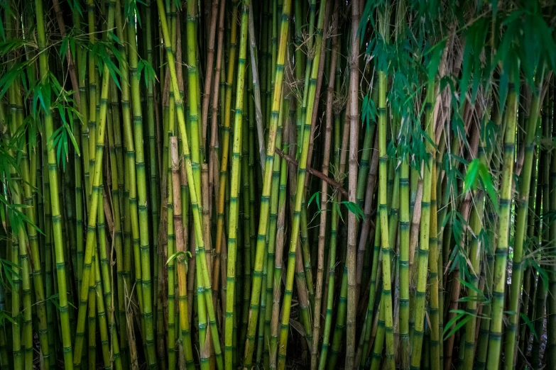 the bamboo is green and has small nches