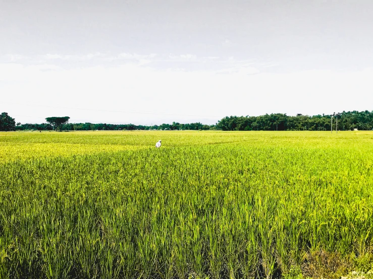 an empty field is shown in the middle of nowhere