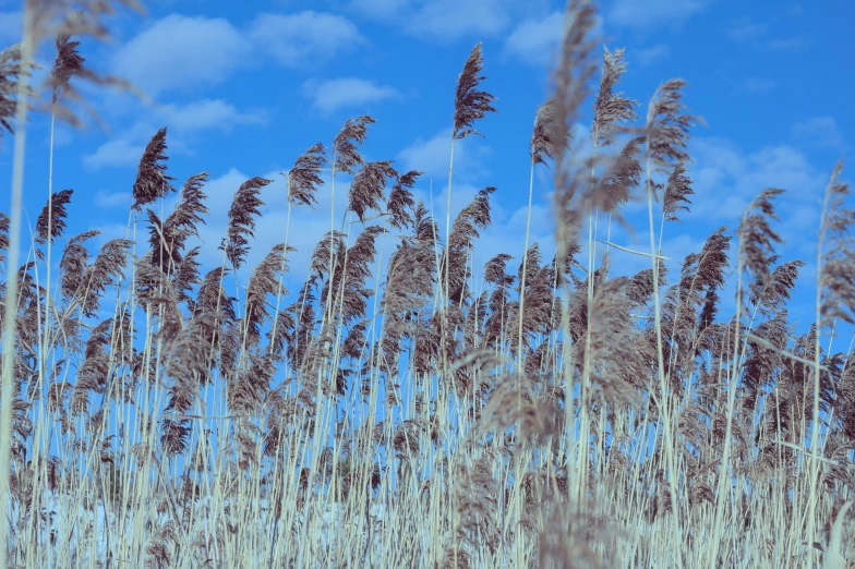 a large amount of tall grass growing out of a field