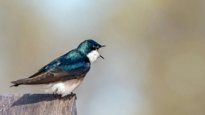 the small bird is perched on a stump