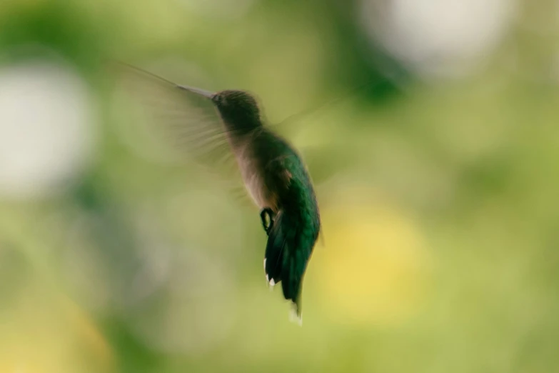 a hummingbird in flight close to some grass