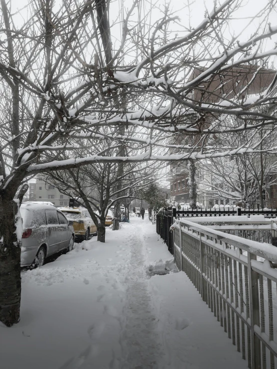 a snowy sidewalk with many trees near it