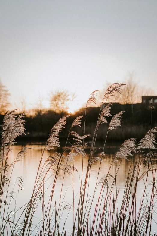 a beautiful sunset lights up the reeds by the water