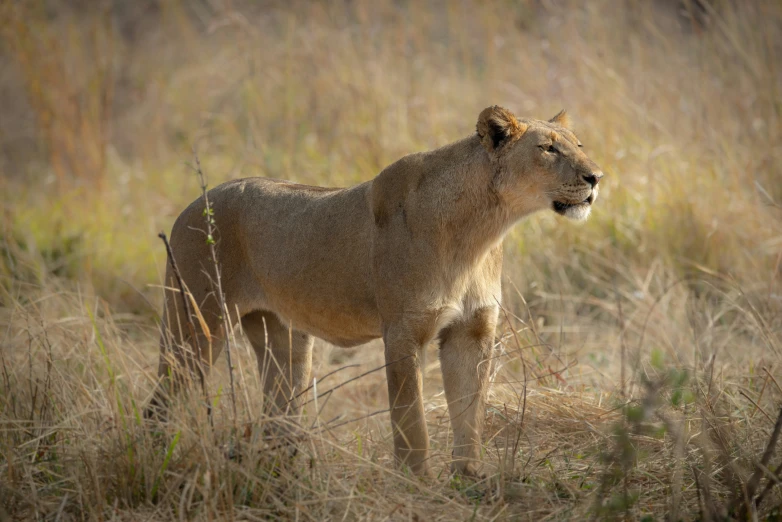 a lion is in the grass and looking at the camera