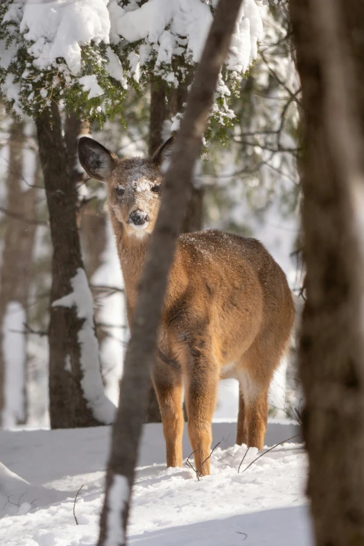 a young deer standing next to some trees in the snow