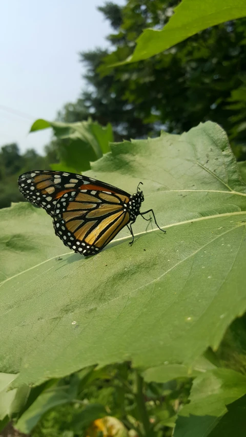 a yellow erfly with black dots on its wing