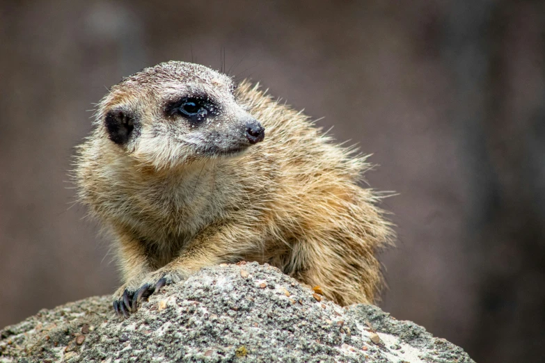 a small animal stands on a rock