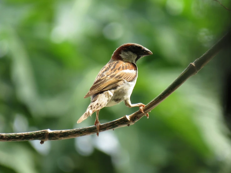 a small bird with a beak sitting on top of a tree nch