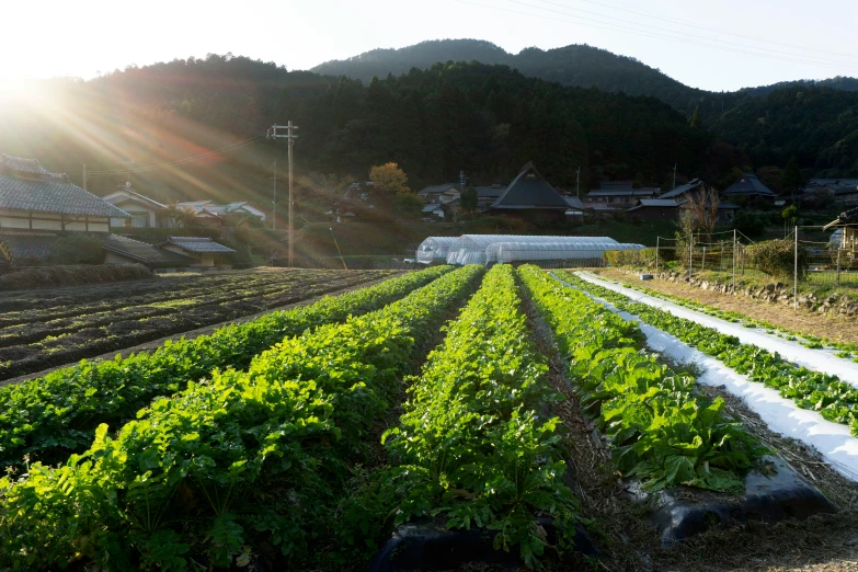 a row of lettuce grows on the side of a road