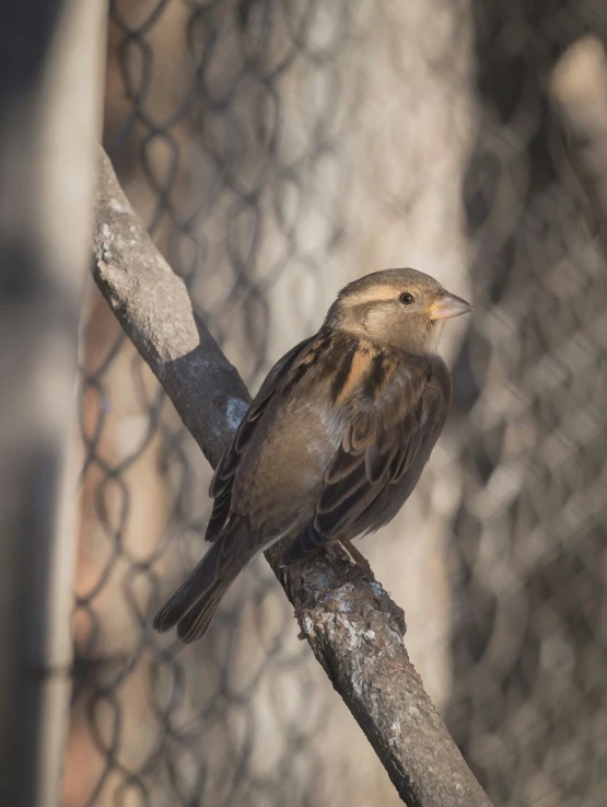 a bird is sitting on a nch