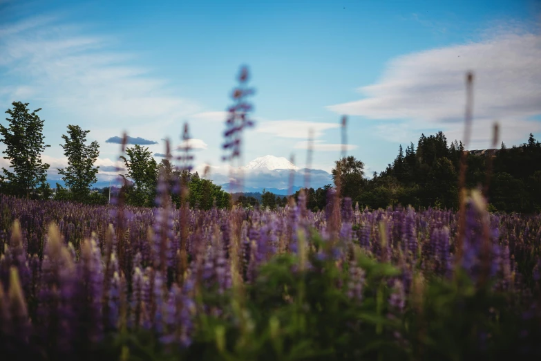 purple flowers in a field with a mountain behind