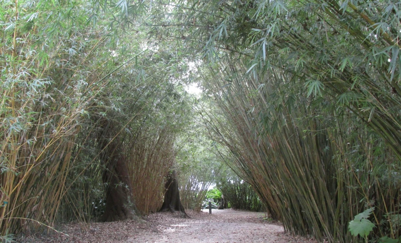 a road is surrounded by green trees and grass