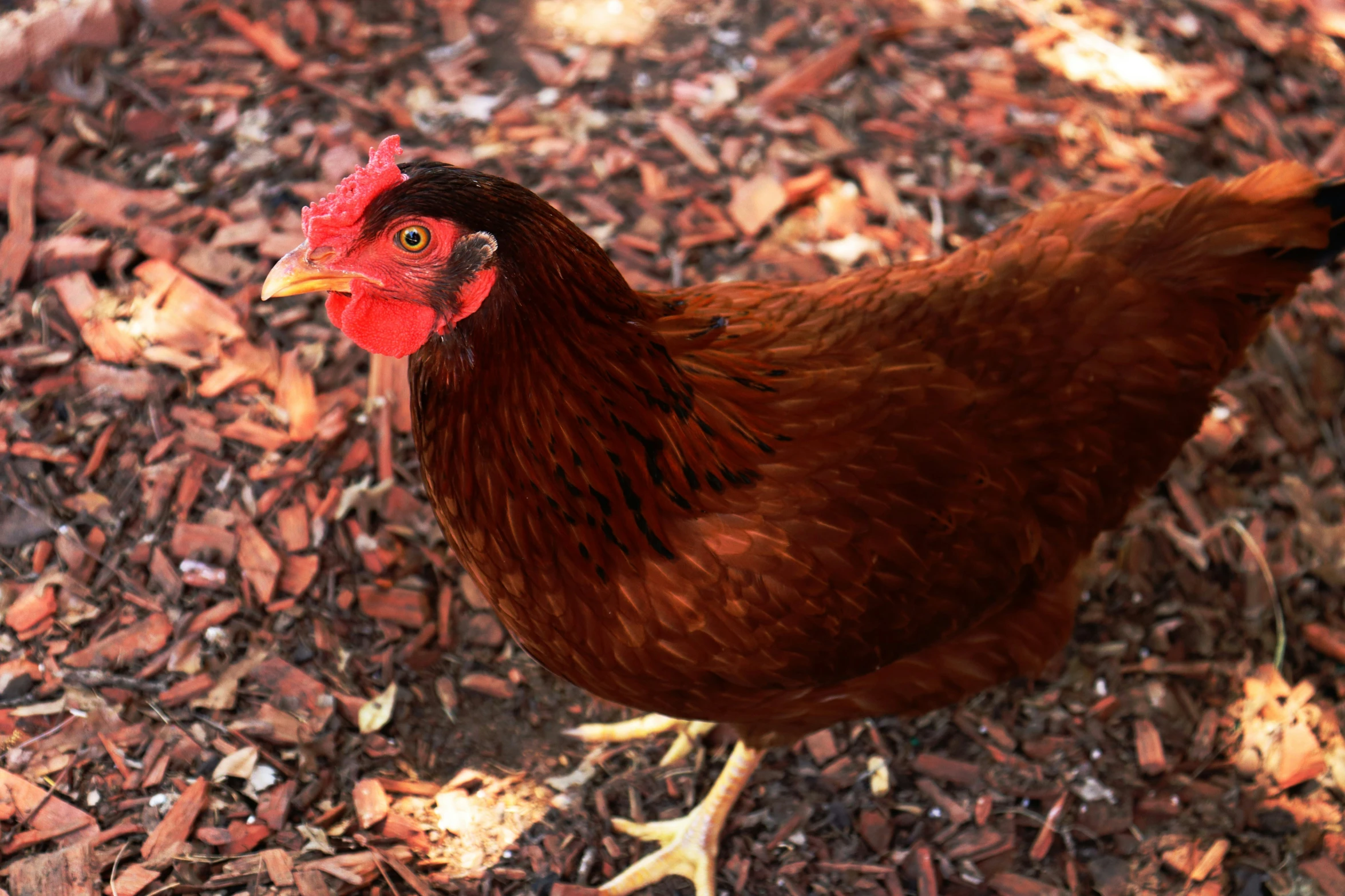 a red chicken is standing on a bed of leaves