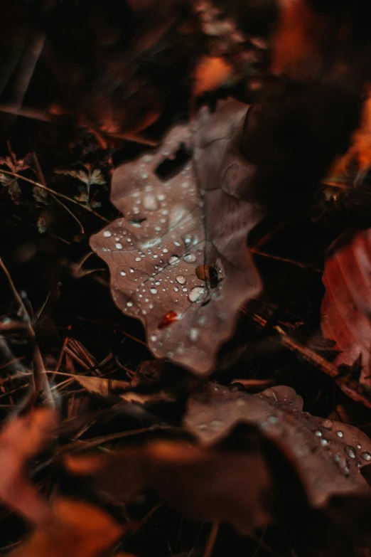 drops of water on leaf litter on a path