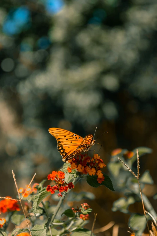 a large erfly is sitting on top of a flower