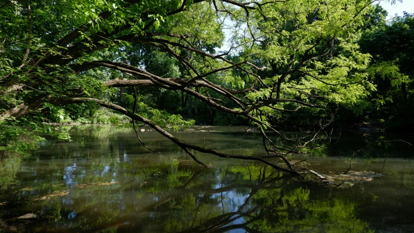 an area with water surrounded by lush green trees