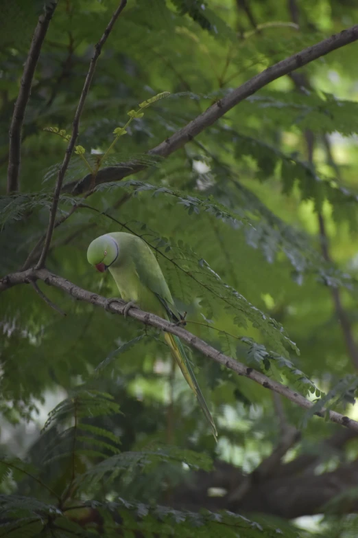 a green parakeet perches on the nch of a tree